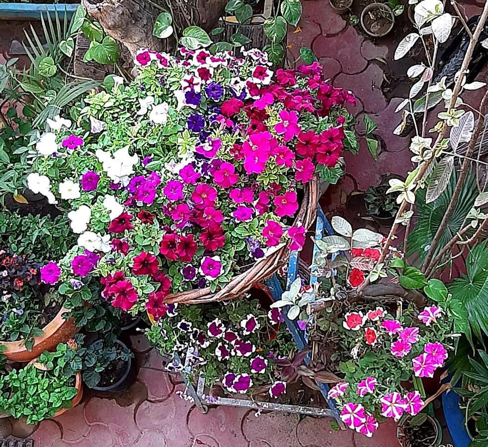 The Coral House Homestay By The Taj آغْرا المظهر الخارجي الصورة